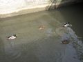 2009-02-15 49 8 quack.jpg